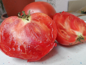 Berner Rose Tomate