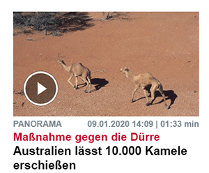 Glückliches Kamel vor dem Massaker